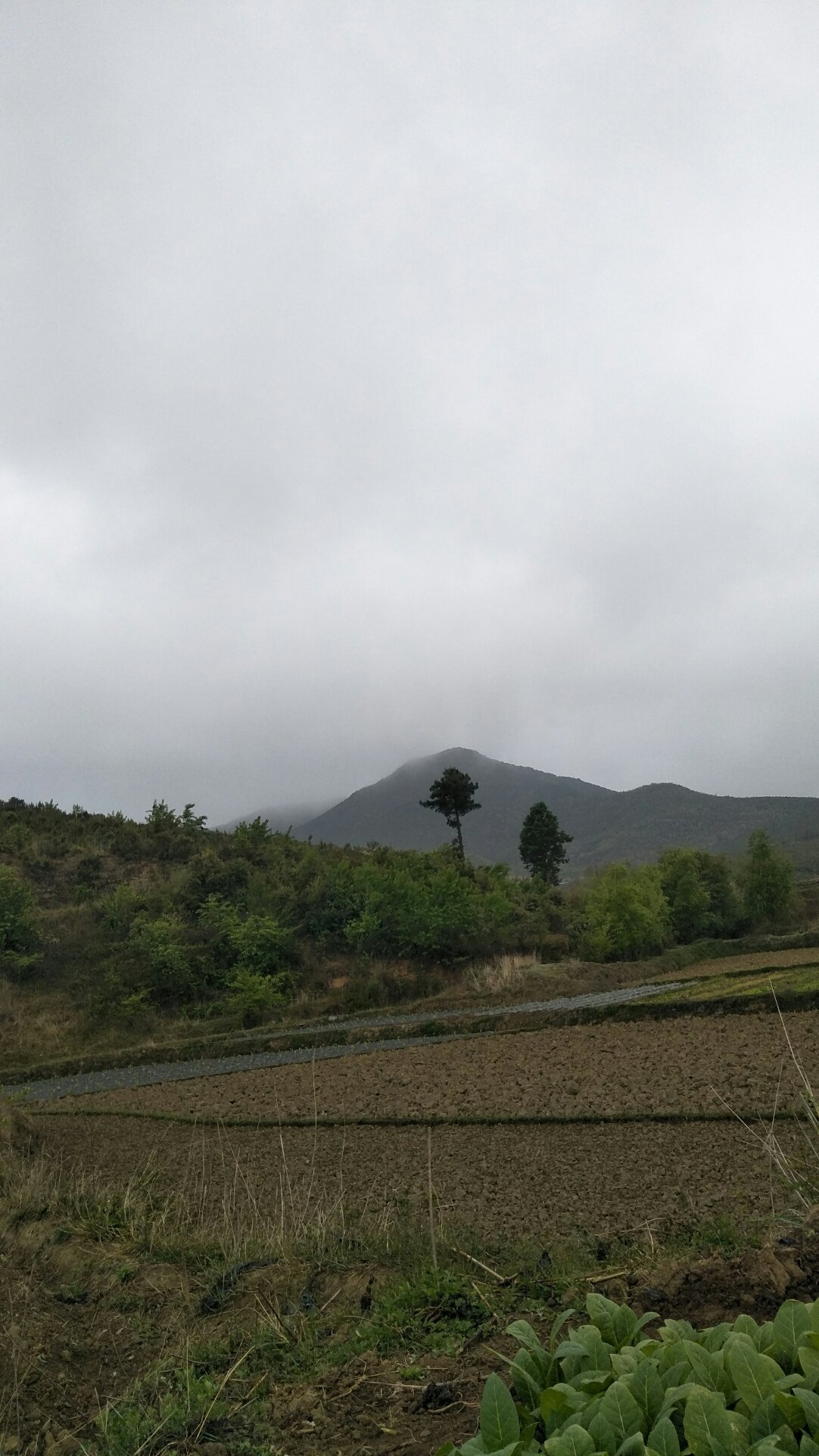 鸡架村民委员会最新天气预报汇总